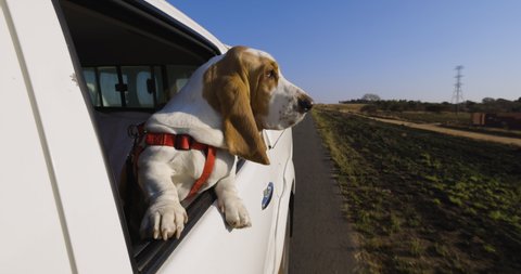 Slow motion view of a Funny Basset hound dog with flapping ears enjoying a ride and looking out a car window.fun.adventure.enjoyment.Man's best friend