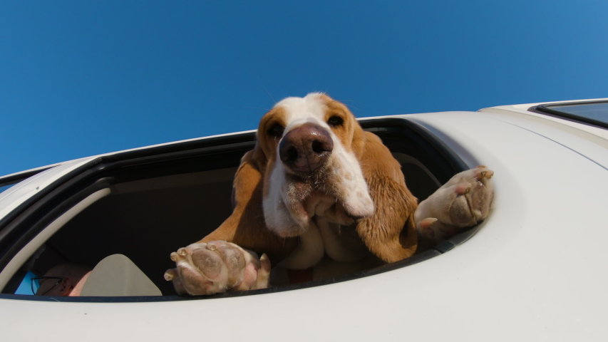 Funny Basset hound dog with flapping ears enjoying a ride and looking out a car window.fun.adventure.enjoyment.Man's best friend Royalty-Free Stock Footage #1057957882