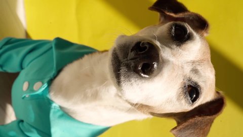Dog vertical video. Jack Russell terrier pet in bright light on yellow background wearing blue polo t shirt. stares anxiously into the camera. big shiny nose. squints against the bright sun. adorable 