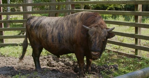 Zubron a hybrid of domestic cattle and European bison.