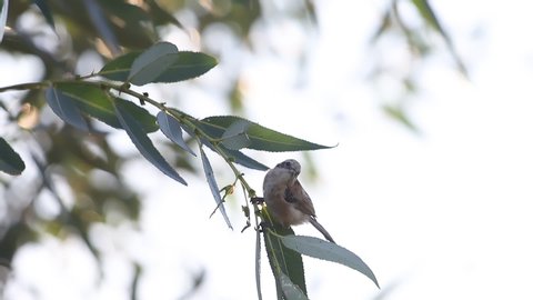 young bird sits on a branch and flies away