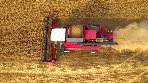 Combine Harvester Harvests Golden Wheat. Agriculture. Prores, Slow Motion. Shooting from the air