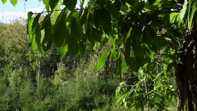 Fresh Chestnut Leaves Sway in the Wind. Casentino forests near Arezzo, Tuscany. italy