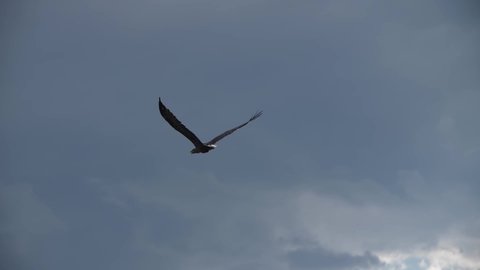 eagle flies against a cloudy sky