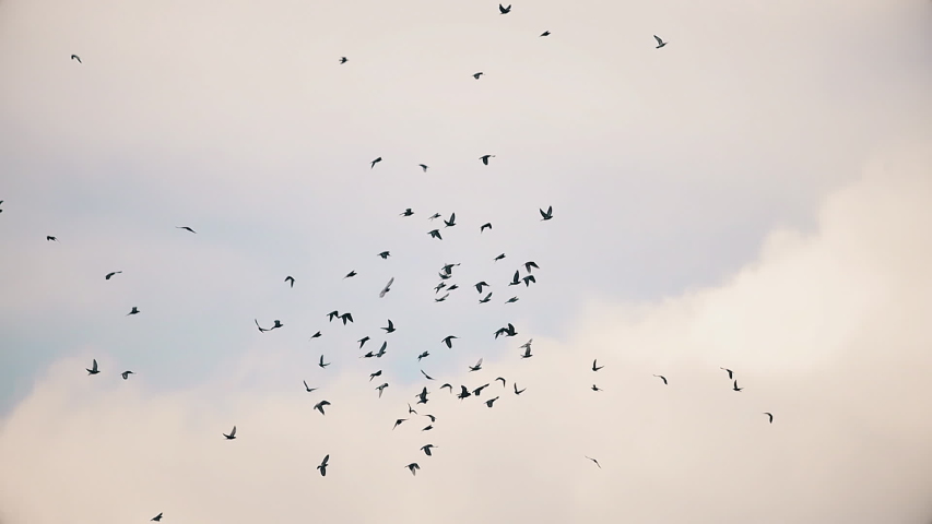 flock of pigeons flying in the sunset sky slow motion Royalty-Free Stock Footage #1057966348