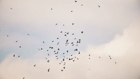flock of pigeons flying in the sunset sky slow motion