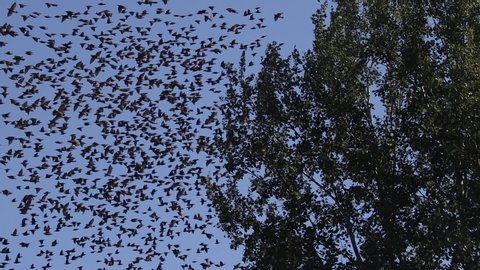 huge flock of slow motion birds flying in the sky