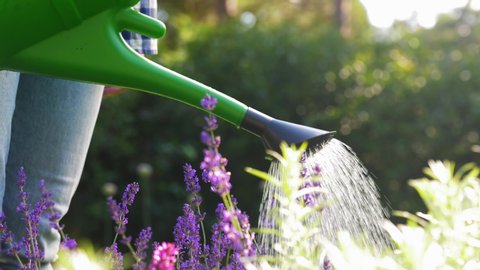 gardening and people concept - young woman with watering can pouring water to lavender flowers at garden