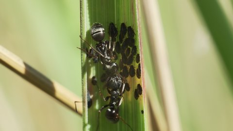Macro shot of black garden ants on a green blade of grass guarding the aphids and collecting the honeydew they produce.