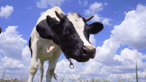 Dairy Cow Standing In A Meadow Against A Blue Sky With Clouds, 4k