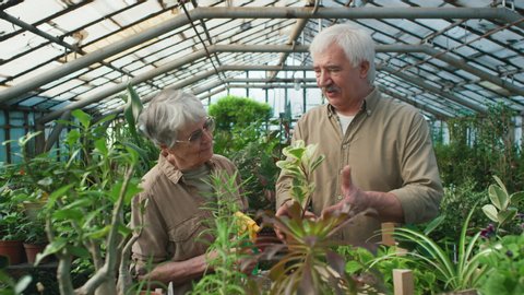 Tracking with slowmo of elderly man with grey hair and mustache holding potted plant and talking to cheerful senior wife in greenhouse