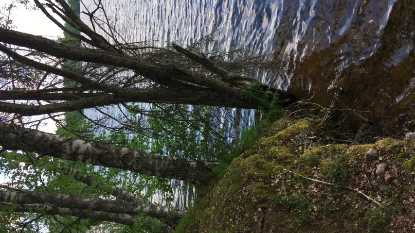 Trees growing on lake shore with stems in water, the brink of the forest lake, vertical video