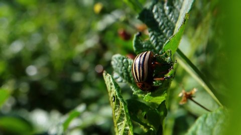 potato bug destroying the crop. leptinotarsa decemlineata insects eating the leaves of plants