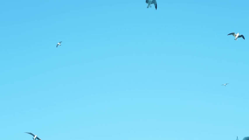 Seagulls fly in the sky,flock of sea birds above sea level,many flying seagulls.