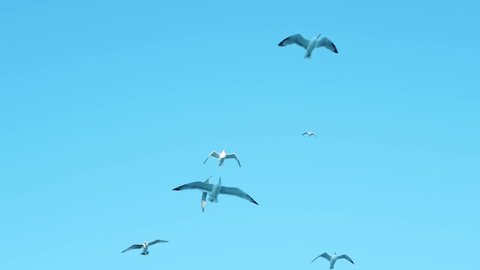 Seagulls fly in the sky,flock of sea birds above sea level,many flying seagulls.