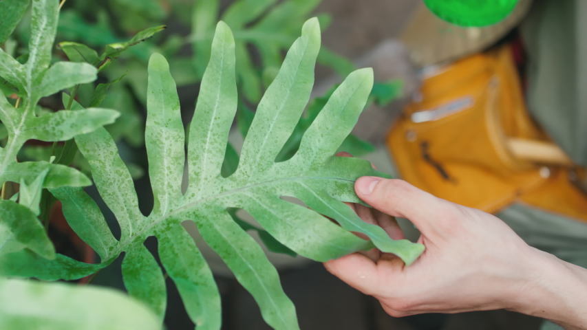 Close up shot of unrecognizable young man spraying water on leaves of green plant and wiping off dust while gardening
