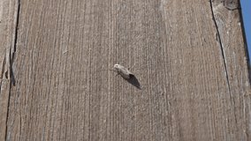 moth disguised on wood wall in a sunny day