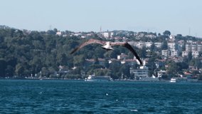 Seagulls are flying over The Fatih Sultan Mehmet Bridge at The Istanbul Bosphorus in slow motion.
