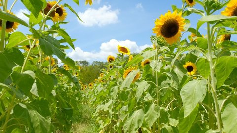 Blue skies, sunflower fields and white clouds