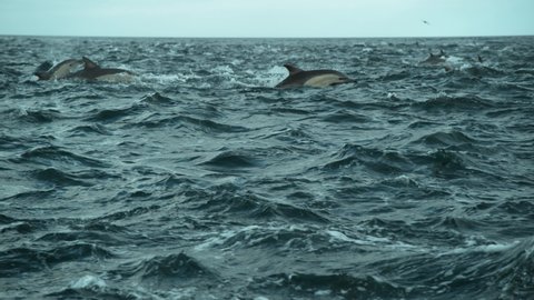 Pod of Dolphins jumping in highspeed slow motion. Shot on Phantom Flex 4K