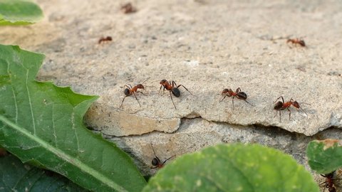 Red-orange fire ants crawl and climb the cracks. Ants are crawling in nature close-up.
