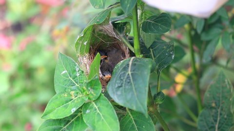 Ashy Wren Warbler (Prinia Socialis) feeds young hungry fledglings in the nest on a branch