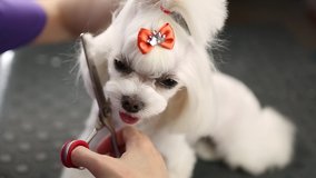 Smiling dog video.Pet grooming salon.Little Maltese toy dog being groomed in groomer studio,filmed in close up.Video clip of specialist taking care of cute little puppy with decorative bow on head 