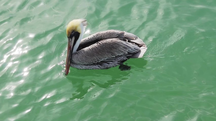Pelican Floating On Green Water With Sun Highlighting Ripples.