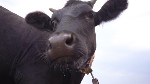 Black Cow Looks Into Camera And Sniffs Her. Dairy Cow Close-up, 