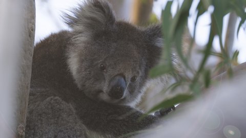 Koala at sunset in a eucalyptus tree, South Australia.