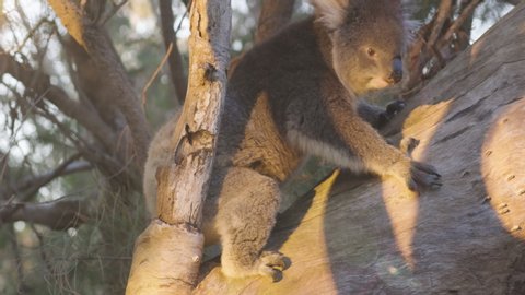 Koala at sunset in a eucalyptus tree, South Australia Tourism and wildlife.