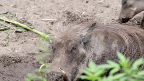 wild warthog pig boar digging in swamp video footage