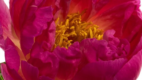 Beautiful pink Peony background. Blooming peony flower open, time lapse, close-up. Wedding backdrop, Valentine's Day concept.