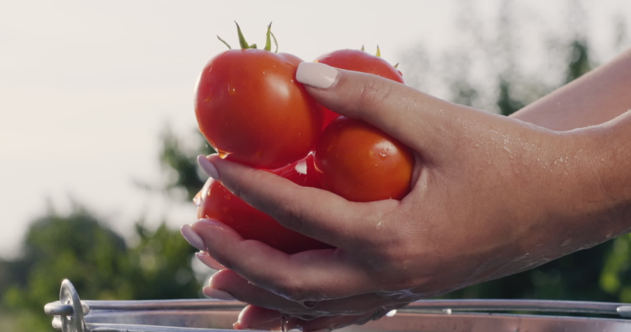 A woman pulls out a few juicy red tomatoes from a bucket of water. Slow motion video