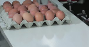 Carton of Eggs at Conveyor Farm Production