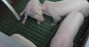 Small Piglets Play in Farrowing Pen at Farm