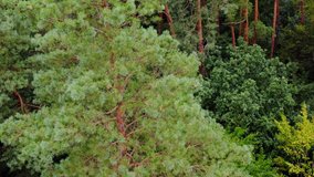 Fur trees and pines from above. Aerial view video on forest. Green wood. Nature concept video.
