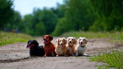 Different dog breeds. Looking straightforward. Different breeds of dogs are sitting in line on nature background. Green garden or forest background. Video of sitting dogs of small breeds.