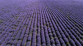 The famous lavender fields of Provence France. Wide drone video over a wonderful lavender chain.