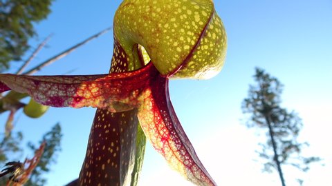 Macro shot of Darlingtonia Californica, native carnivorous plant in Oregon