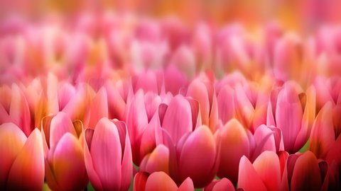 Abstract Background Concept of Pink Flowers