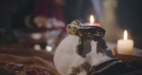 Close up of small snake lying on skull standing on table decorated with cloth, stones and candles with fortune teller performing magic ritual on background