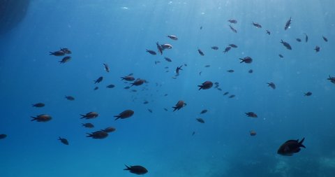 underwater scenery blue water damsel fish school ocean scenery mediterranean