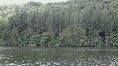 View of the beautiful shoreline of Lake Windermere. Forest growing on the shoreline of Lake Windermere in the Lake District, UK