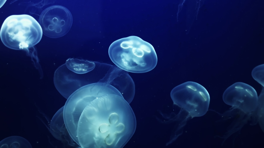 Jellyfish Underwater Footage with glowing medusas moving around Royalty-Free Stock Footage #1058038909