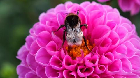 Black and yellow bumble bee extracts nectar from dahlia flowers