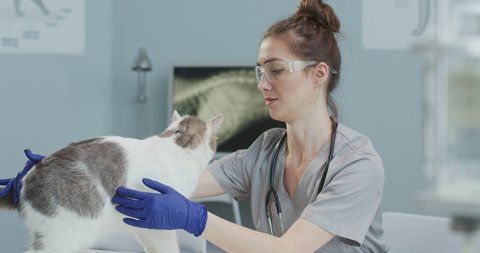 Female veterinarian examines cat on an examination table in veterinary clinic preparing cat for surgery while in background male veterinarian putting on medical gloves and preparing for surgery.