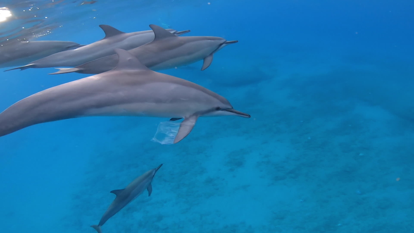 Close up of dolphin swimming in ocean with a plastic bag stuck on its fin | Shutterstock HD Video #1058044414