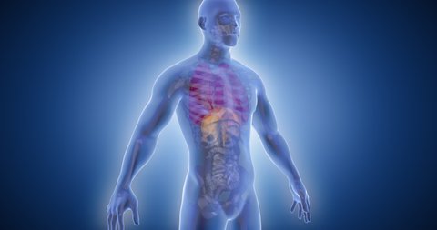 Leg pain, knee pain, human skeleton, bone scan, joint, medical screen 3D render, human anatomy, computer anatomy, body skeleton, X-ray scan