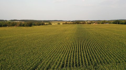 Aerial view of american countryside landscape, farmland. Rustic scenery. Corn field in August just before harvest season. 